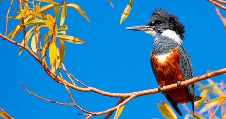 Mart&iacute;n Pescador en Puerto Octay!!!