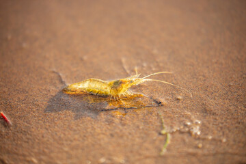 Live shrimp on the shore. The shrimp lies on the sand by the sea.