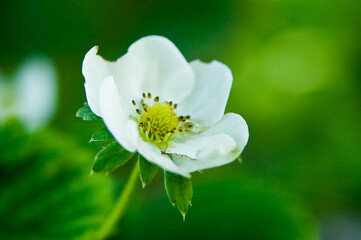 Strawberry blossom