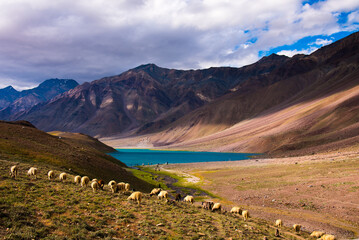 sheeps grazing in Chandratal Moonlake in Spiti India