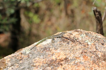Tyrrhenian wall lizard (Podarcis tiliguerta) on a stone in Sardinia