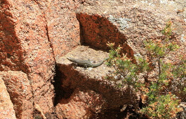 Obraz premium Tyrrhenian wall lizard (Podarcis tiliguerta) on a stone in Sardinia