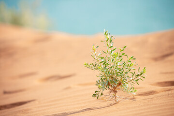 The plant sprouted on the sand in the desert. Sand dunes of the United Arab Emirates.