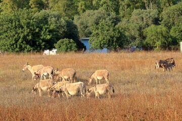 herd of donkeys with offspring in sardinia