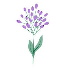 Plant stem with purple berries. Wild flower isolated on white background. A sprig of field grass drawn in a minimalist style. Vector illustration.