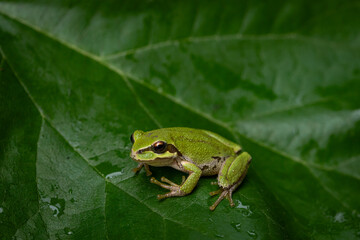 Pacific tree frog on green leaf