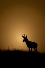 Pronghorn Antelop Buck silhuette on a hill with grass