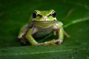 Pacific tree frog on green leaf portrait