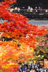 南禅寺の秋