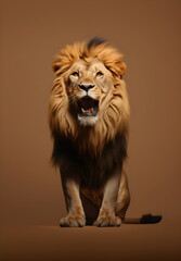roaring lion sitting isolated on plain brown studio background