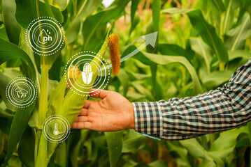 Farmer checking corn crop cultivated field with smart farming interface icons. Smart and new...