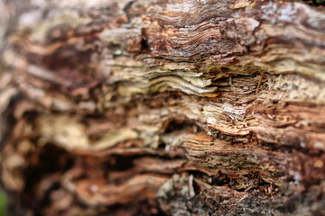 Close Up of Tree Bark Texture And Hole In Tree - Macro Photography in Hyde Park, London