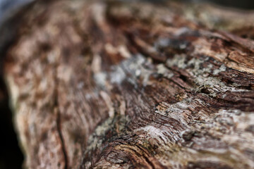 Close Up of Tree Bark Texture And Hole In Tree - Macro Photography in Hyde Park, London