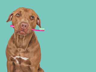 Cute brown dog and toothbrush. Close-up, indoors. Studio photo, isolated background. Concept of...