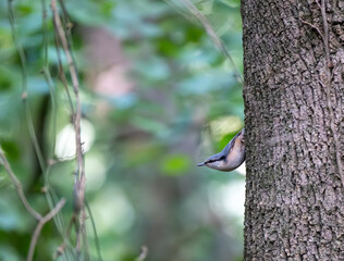 Nuthatch standing on the tree. Awesome view of the nuthatch. Gray is a wonderful bird. Selective...