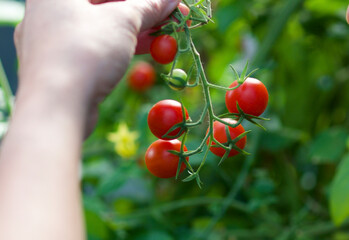 Hand holding red cherry tomatoes on the vine