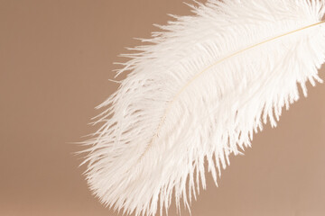 Feather on beige background, a symbol of sensitivity and care, reminiscent of an angel's touch