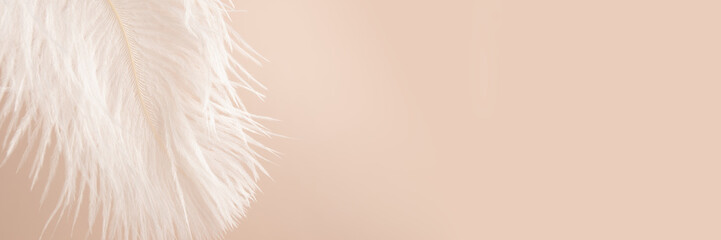 Feather on beige background banner, softness and lightness, minimalistic