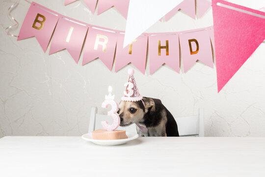 Dog birthday party, festive decorations, joyful pet, funny pet in birthday hat with dog cake
