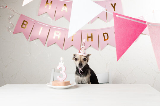 Dog birthday party, cute pet in birthday hat, holiday celebration
