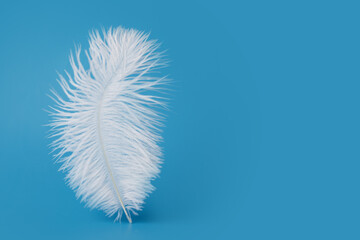 Feather on blue background, freedom of flying with lightweight, smoothness and lightweight