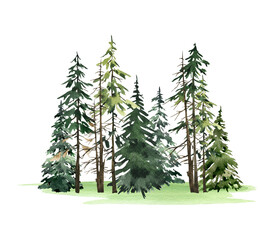 Watercolor coniferous forest landscape, Green tree, Nature illustration © AsyaShu