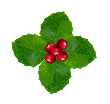 holly leaves with berries isolated clear background