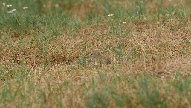 Spermophilus citellus ground squirrel in the wild habitat. HQ 4K Apple ProRes video.