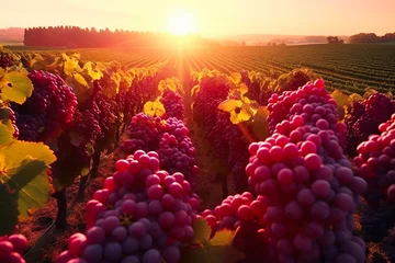 Fotobehang Beautiful landscape of grape field growing for wine. Evening sunset scenery with wineyard rows. AI Generative © Elena