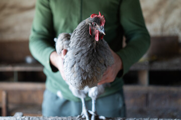 a man holds a chicken in his hands. Farmer holding a chicken in his hands