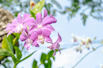 Beautiful purple orchid flower blooming in the garden with blue sky background