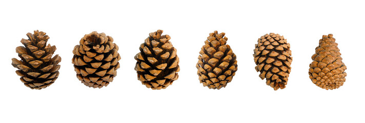 pine cones isolated on clear background