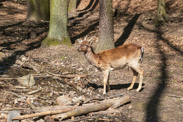 Fallow Deer - Dama dama goes among the trees. Wild photo of nature. © Roman Bjuty