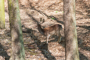 Fallow Deer - Dama dama goes among the trees. Wild photo of nature. © Roman Bjuty