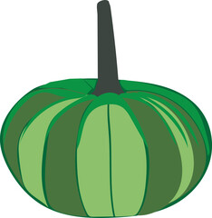 Green pumpkin isolated on white background. in vector
