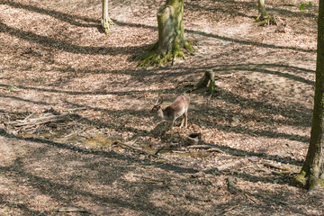 Fallow Deer - Dama dama goes among the trees. Wild photo of nature.