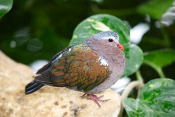 Pigeon like bird in the garden