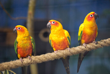 Three parrots on a branch, red and orange