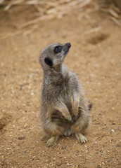 Meerkat on guard with fun expression