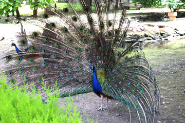 Peacock, peafowl with open tail, beautiful representative exemplar of male peacock in great metalic...