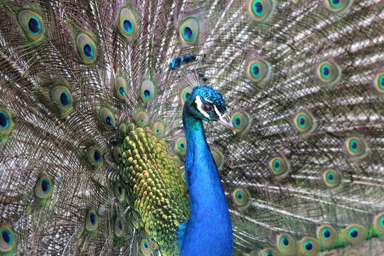 Peacock, peafowl with open tail, beautiful representative exemplar of male peacock in great metalic colors