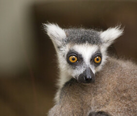 Cute ring lemur portrait 