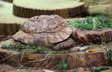 Large turtle in a zoo grassy area