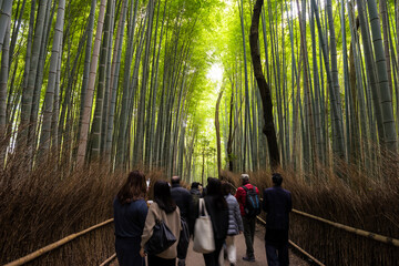 Naklejka premium tourist people walking along bamboo forest grove, Arashiyama