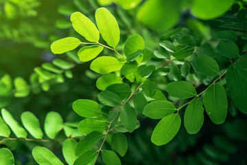 Fototapeta na wymiar Tamarind leaves