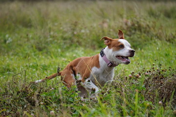 pit bull american staffordshire terrier dog run grass