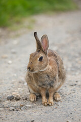 Naklejka na ściany i meble Rabbit sitting front view on gravelled road
