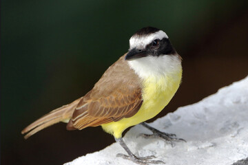 Great Kiskadee (Pitangus sulphuratus) perched on a wall. seen from above