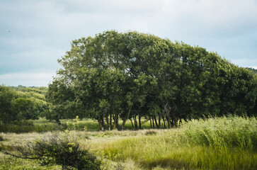 Fototapeta premium Trees in the field