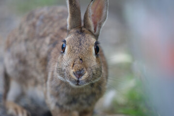Polish breed rabbit profile close up head, perfect front view